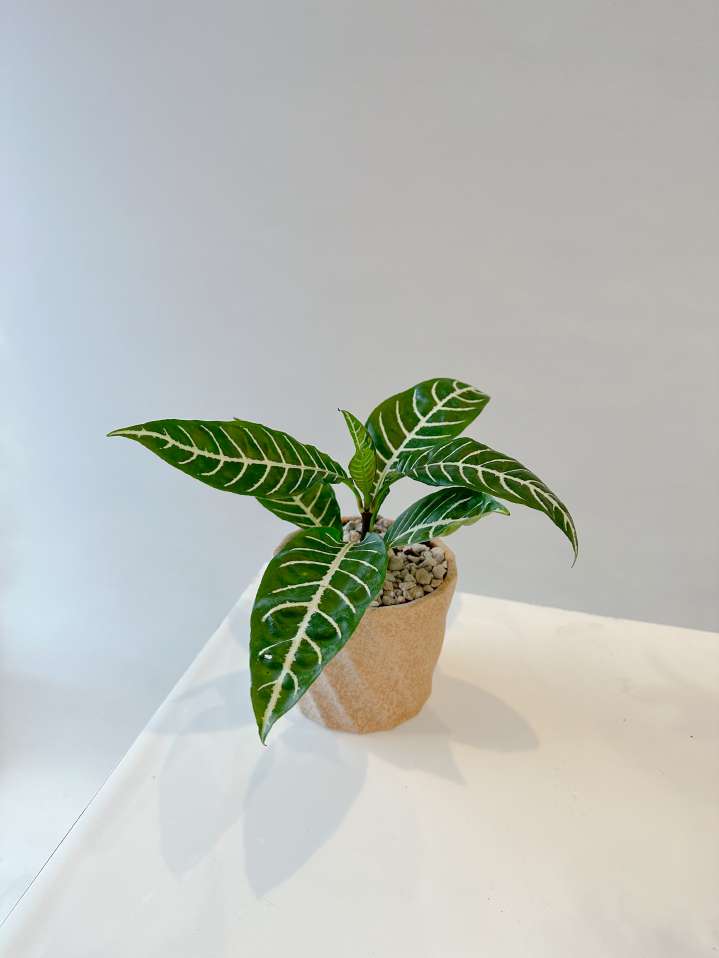 沐慕予椛_單藥花