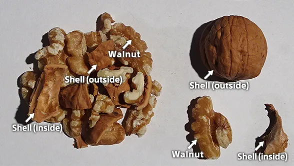 Walnut shells with standard color camera